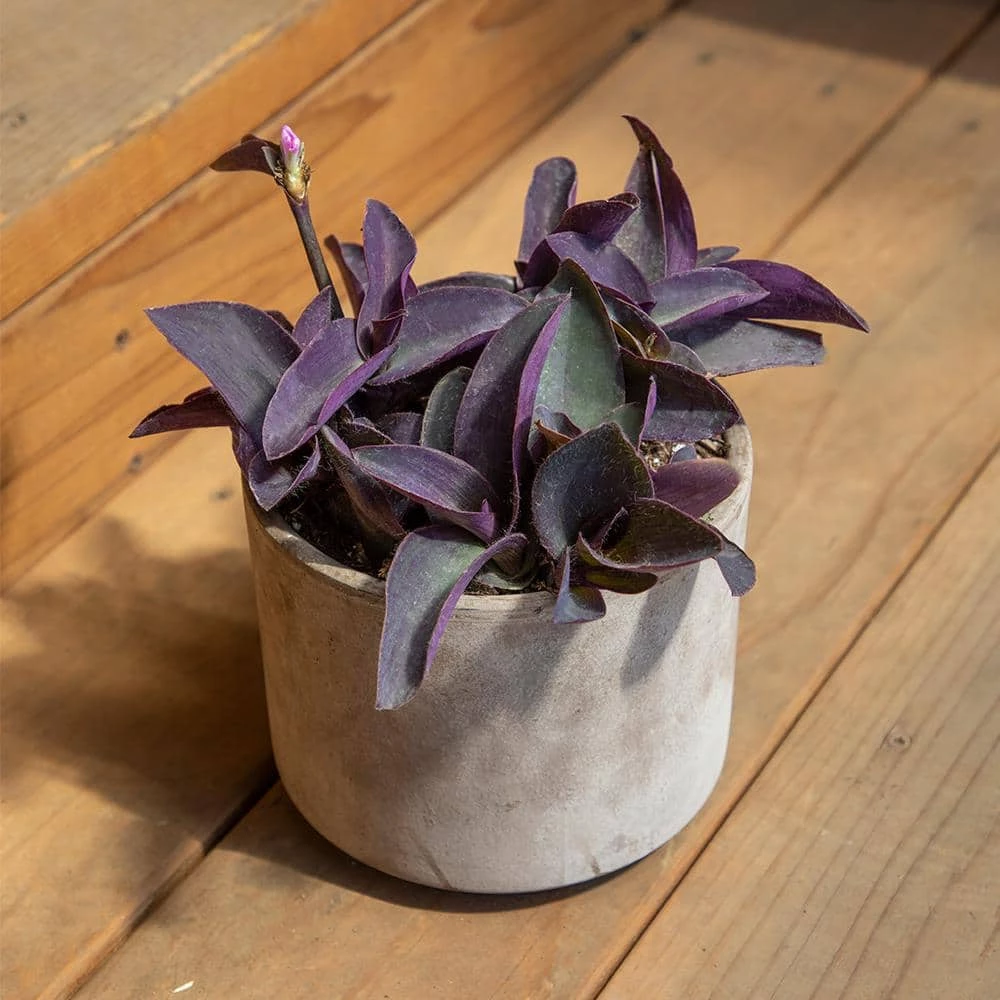 ALTMAN PLANTS 4 in. Setcreasea Purple Queen Tradescantia Pallida Plant (4-Pack) - Image 4