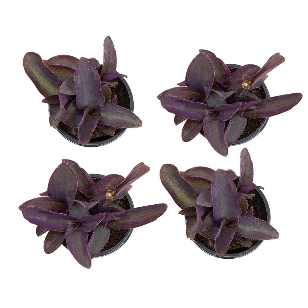 ALTMAN PLANTS 4 in. Setcreasea Purple Queen Tradescantia Pallida Plant (4-Pack) - Image 3