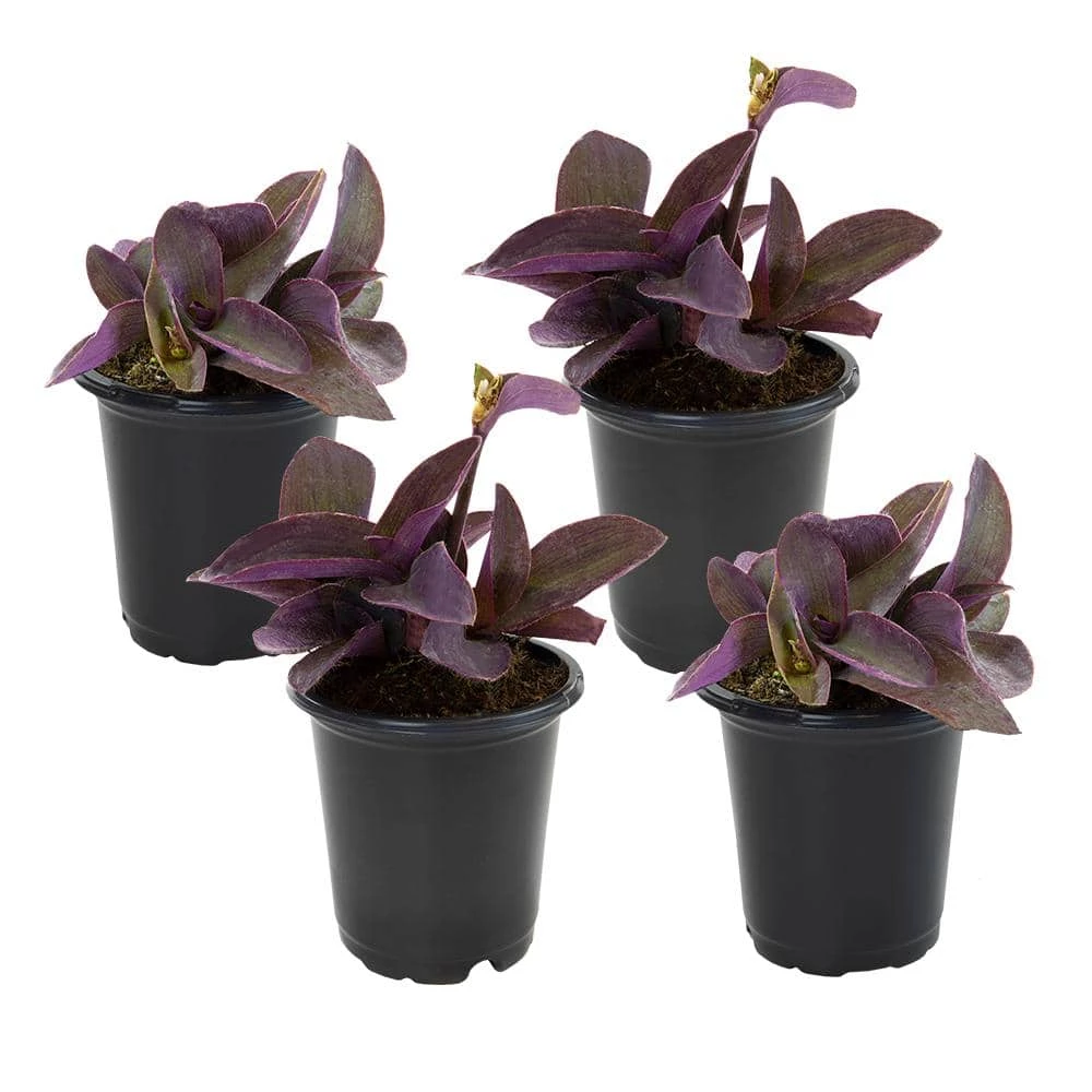 ALTMAN PLANTS 4 in. Setcreasea Purple Queen Tradescantia Pallida Plant (4-Pack) - Image 2