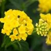 ALTMAN PLANTS 1 Qt. Lantana New Gold Plant Collection (4-Pack)