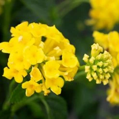 ALTMAN PLANTS 1 Qt. Lantana New Gold Plant Collection (4-Pack)