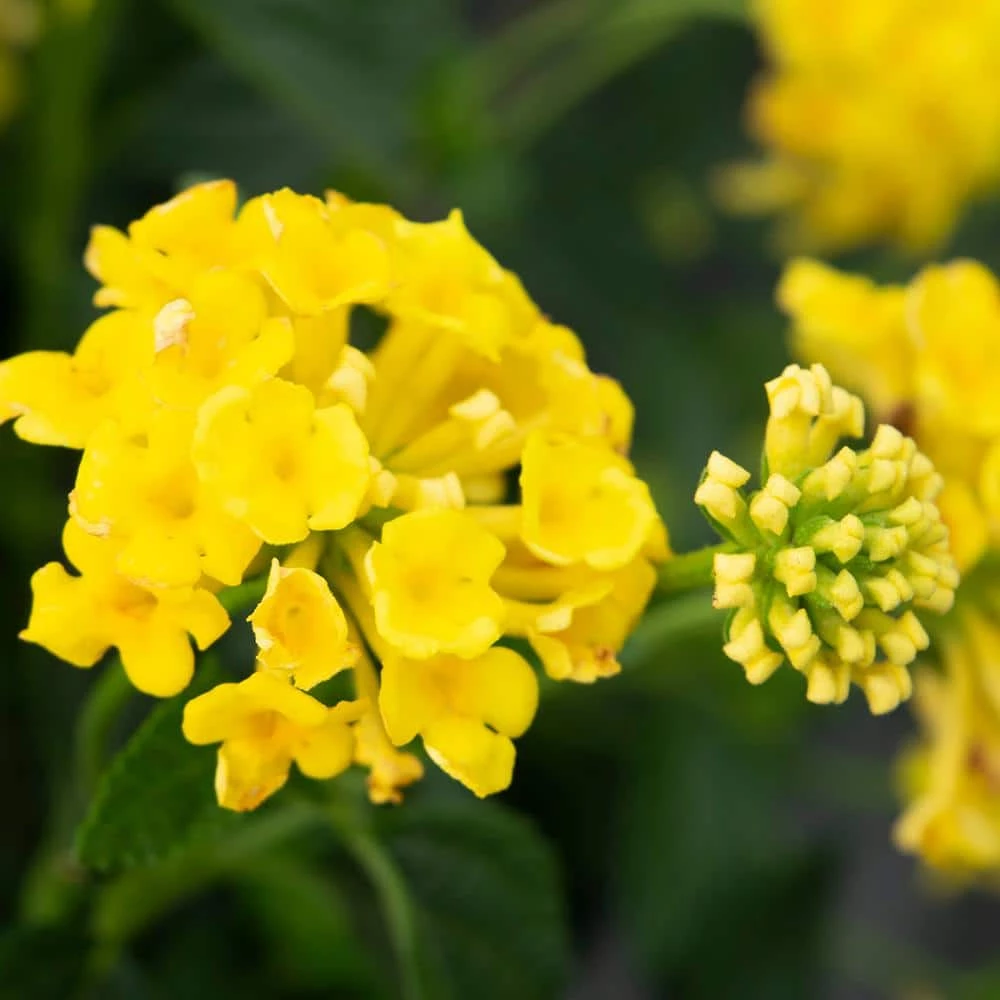 ALTMAN PLANTS 1 Qt. Lantana New Gold Plant Collection (4-Pack)