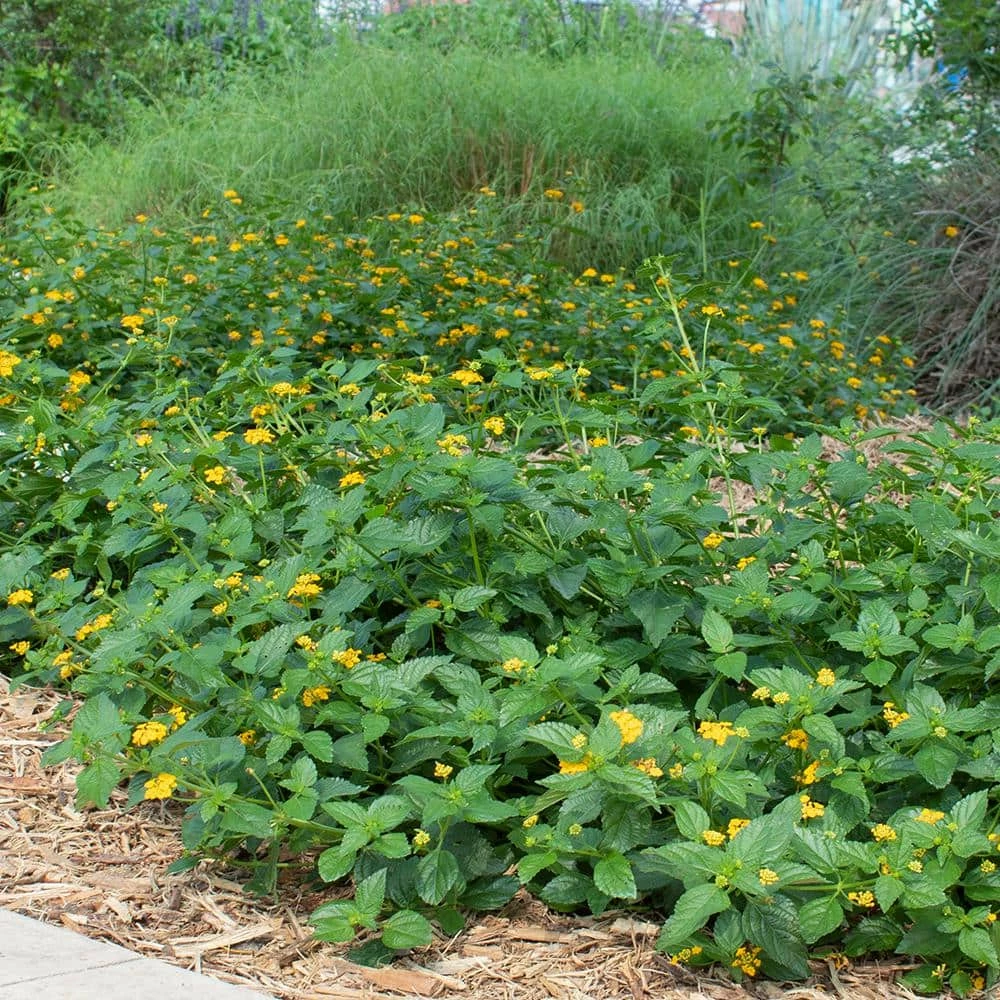 ALTMAN PLANTS 1 Qt. Lantana New Gold Plant Collection (4-Pack) - Image 2