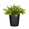 ALTMAN PLANTS 1 Gal. Lantana New Gold Plant