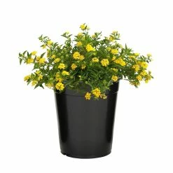 ALTMAN PLANTS 1 Gal. Lantana New Gold Plant