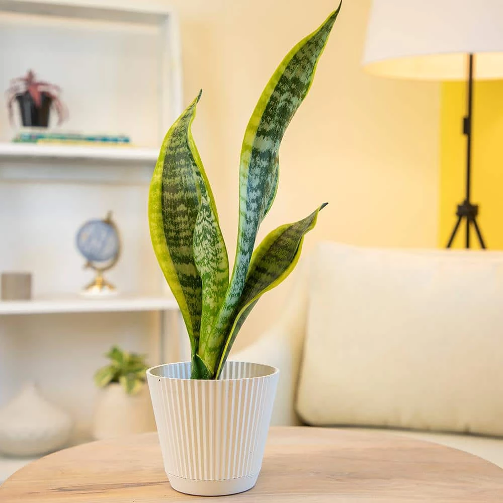 ALTMAN PLANTS 4 in. Sansevieria Laurentii - Image 2