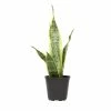 ALTMAN PLANTS 4 in. Sansevieria Laurentii