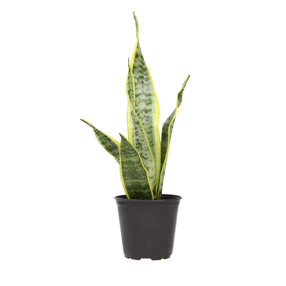 ALTMAN PLANTS 4 in. Sansevieria Laurentii