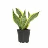 ALTMAN PLANTS 4 in. Sansevieria Superba