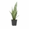 ALTMAN PLANTS 4 in. Sansevieria Zeylanica