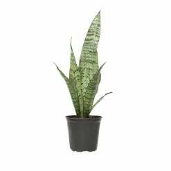 ALTMAN PLANTS 4 in. Sansevieria Zeylanica