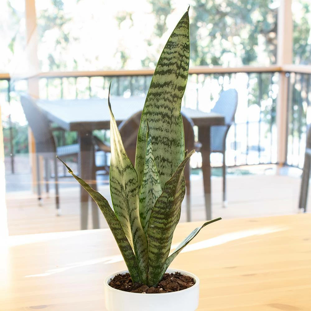 ALTMAN PLANTS 4 in. Sansevieria Zeylanica - Image 2