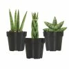 ALTMAN PLANTS Mini-Sansevieria Assortment in 2.5 in. Grow Pot (3-Pack)