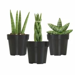 ALTMAN PLANTS Mini-Sansevieria Assortment in 2.5 in. Grow Pot (3-Pack)