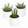 ALTMAN PLANTS 2.5 in. Lolite Sansevieria Snake Plant in Matte White Cylindrical Decor Pot (3-Pack)