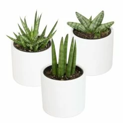 ALTMAN PLANTS 2.5 in. Lolite Sansevieria Snake Plant in Matte White Cylindrical Decor Pot (3-Pack)