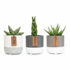 ALTMAN PLANTS 2.5 in. Lolite Sansevieria Snake Plant in 2-Tone Neutral Decor Pot with Leather Message Tag (3-Pack)