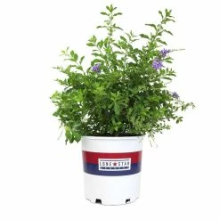 ALTMAN PLANTS Lone Star Growers 8 qt. Skyflower shrub (Duranta Erecta Sweet Memories) Purple blooms