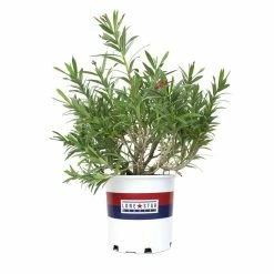 ALTMAN PLANTS Lone Star Growers 8 qt. Oleander Shrub (Nerium Flirt) Dark Pink Blooms