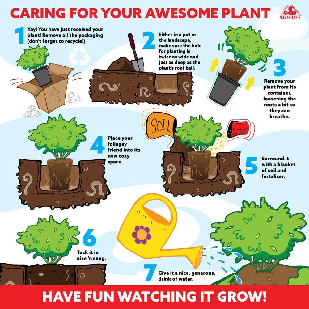 ALTMAN PLANTS Lone Star Growers 8 Qt. Trumpet Bush (Tecoma Hybrid Sun Trumpets) Yellow Blooms - Image 4