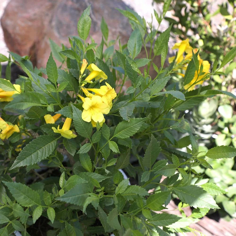 ALTMAN PLANTS Lone Star Growers 8 Qt. Trumpet Bush (Tecoma Hybrid Sun Trumpets) Yellow Blooms - Image 5