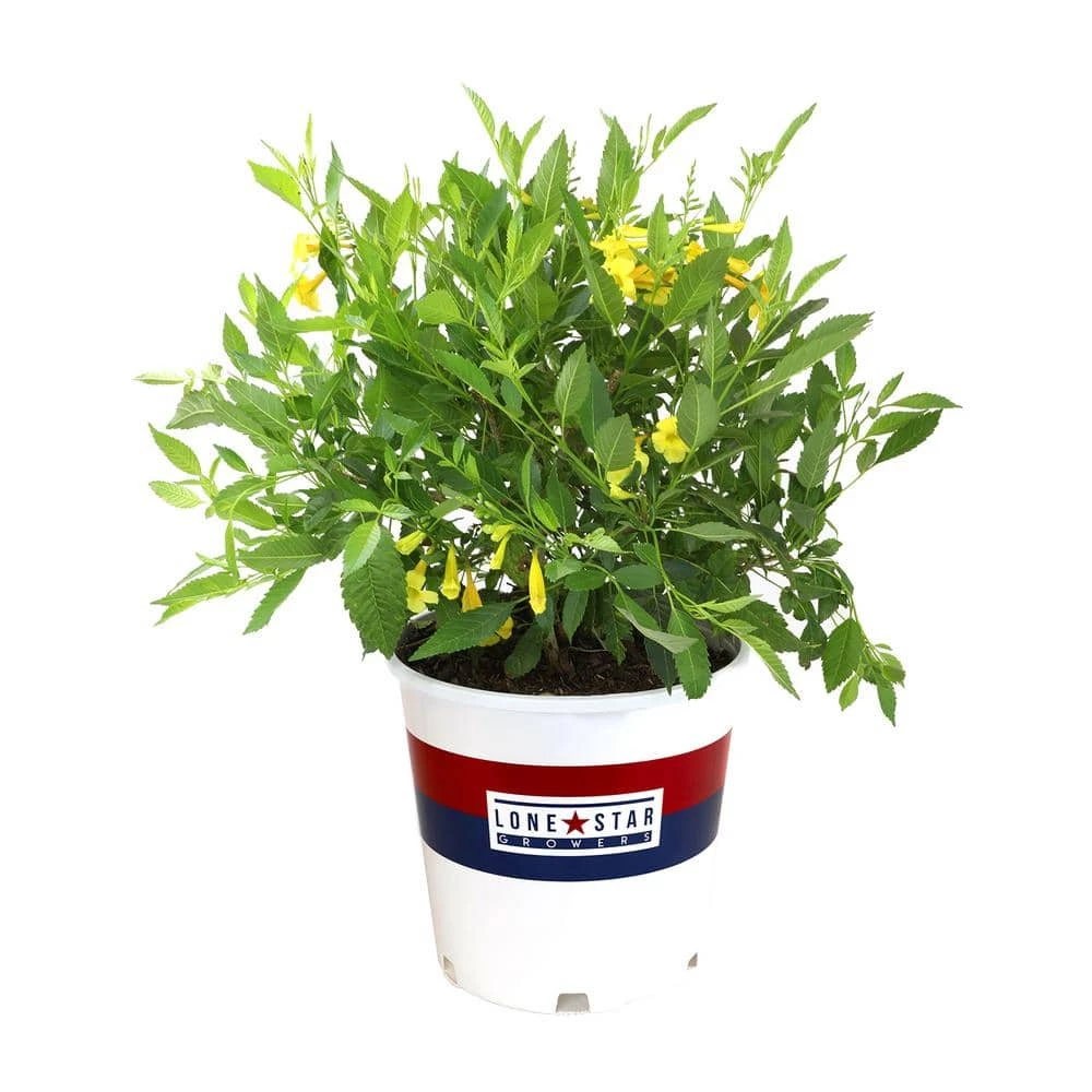 ALTMAN PLANTS Lone Star Growers 8 Qt. Trumpet Bush (Tecoma Hybrid Sun Trumpets) Yellow Blooms - Image 3