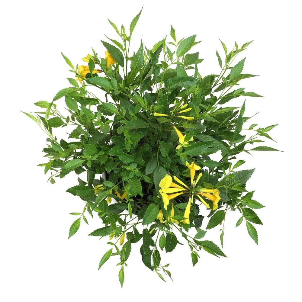 ALTMAN PLANTS Lone Star Growers 8 Qt. Trumpet Bush (Tecoma Hybrid Sun Trumpets) Yellow Blooms - Image 2