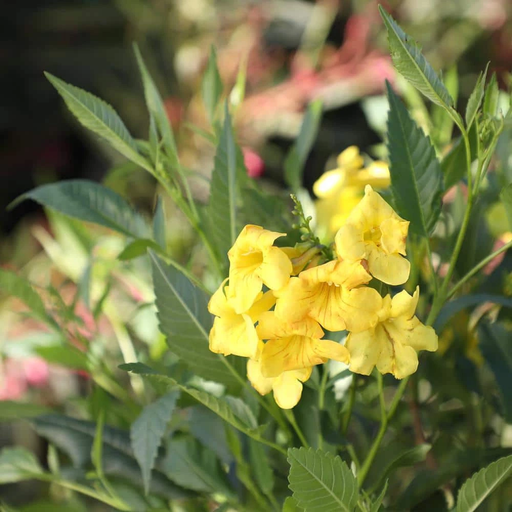 ALTMAN PLANTS Lone Star Growers 8 Qt. Trumpet Bush (Tecoma Hybrid Sun Trumpets) Yellow Blooms - Image 6