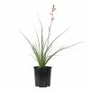 ALTMAN PLANTS 1 Gal. Hesperaloe Parviflora Red Yucca Color Plant