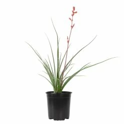 ALTMAN PLANTS 1 Gal. Hesperaloe Parviflora Red Yucca Color Plant