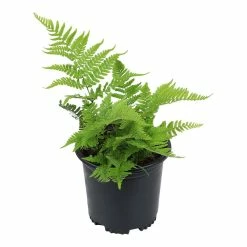 ALTMAN PLANTS 1 Gal. Autumn Fern (Dryopteris Erythrosora) Shrub Plant