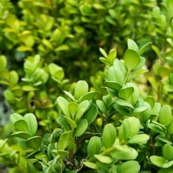 ALTMAN PLANTS 1 Gal. Japanese Boxwood Shrub Plant