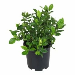 ALTMAN PLANTS 1 Gal. Gardenia Jasminoides August Beauty Shrub Plant