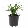 ALTMAN PLANTS 1 Gal. Liriope Super Blue Shrub Plant