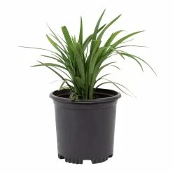 ALTMAN PLANTS 1 Gal. Liriope Super Blue Shrub Plant