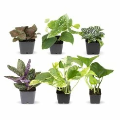 ALTMAN PLANTS 2 in. Assorted Mini-Foliage (6-Pack)