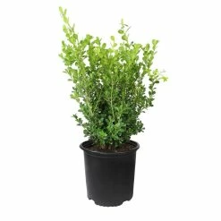 ALTMAN PLANTS 3G Japanese Boxwood Shrub (BUXUS JAPONICA) Single