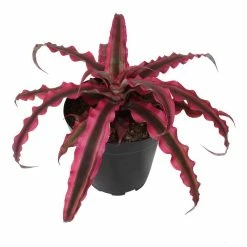 ALTMAN PLANTS 9 cm Cryptanthus Bivittatus Pink