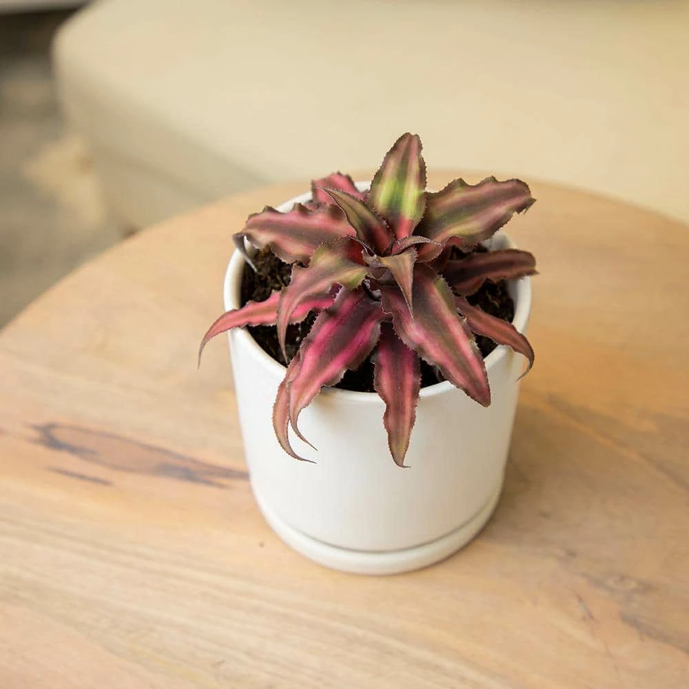 ALTMAN PLANTS 9 cm Cryptanthus Bivittatus Red - Image 4