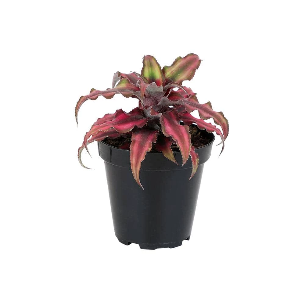 ALTMAN PLANTS 9 cm Cryptanthus Bivittatus Red