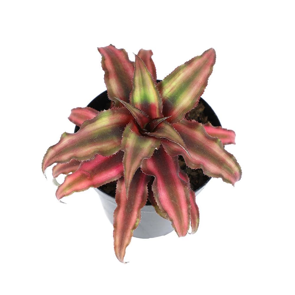 ALTMAN PLANTS 9 cm Cryptanthus Bivittatus Red - Image 2