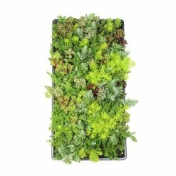 ALTMAN PLANTS 10 in. x 20 in. Multi-Color Sedum Mat