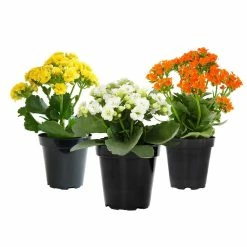 ALTMAN PLANTS 9cm Blossfeldiana Kalanchoe Succulent Assorted Colors 3-Pack