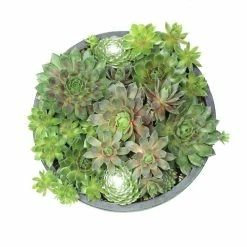 ALTMAN PLANTS 8 in. Sempervivum Bowl