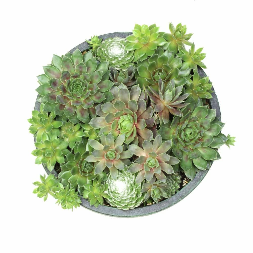ALTMAN PLANTS 8 in. Sempervivum Bowl