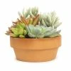 ALTMAN PLANTS 5 in. Succulent Garden in Deep Dish Terra Cotta Clay Planter
