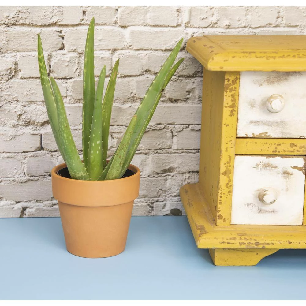 ALTMAN PLANTS 9 cm Aloe Vera Succulent In Terra Cotta Clay Pot - Image 5