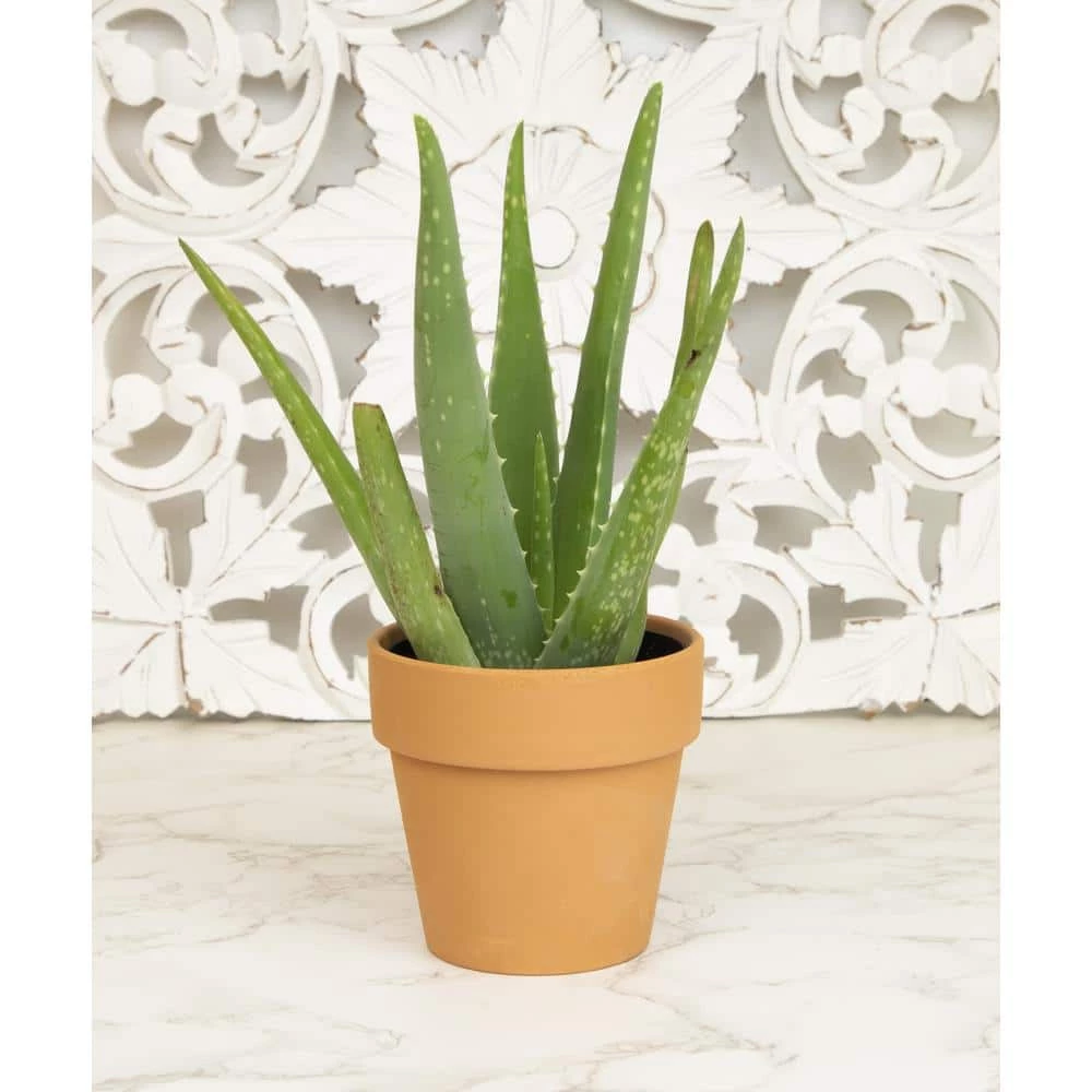 ALTMAN PLANTS 9 cm Aloe Vera Succulent In Terra Cotta Clay Pot - Image 3