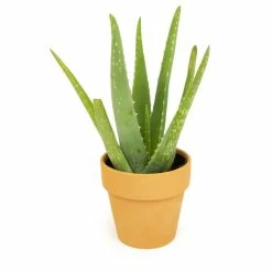 ALTMAN PLANTS 9 cm Aloe Vera Succulent In Terra Cotta Clay Pot