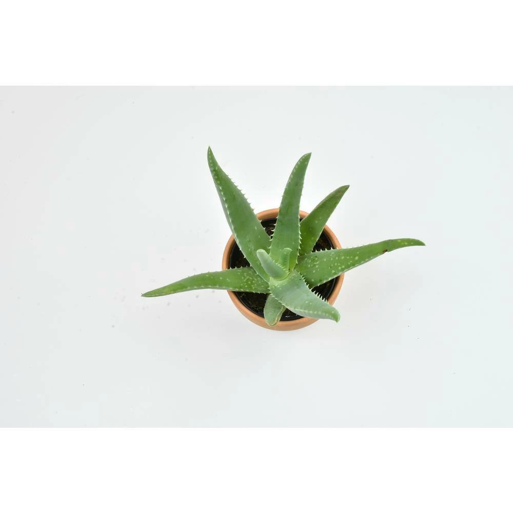 ALTMAN PLANTS 9 cm Aloe Vera Succulent In Terra Cotta Clay Pot - Image 2